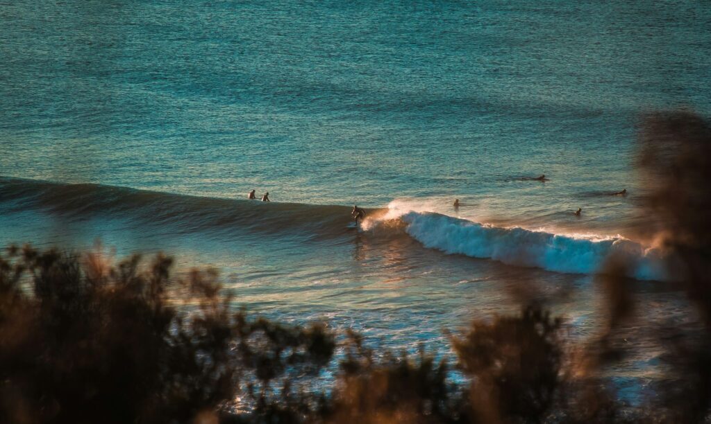 Surfer riding a right-hand wave at Bells Beach Surf in Victoria, with shrubs in the foreground and rolling waves