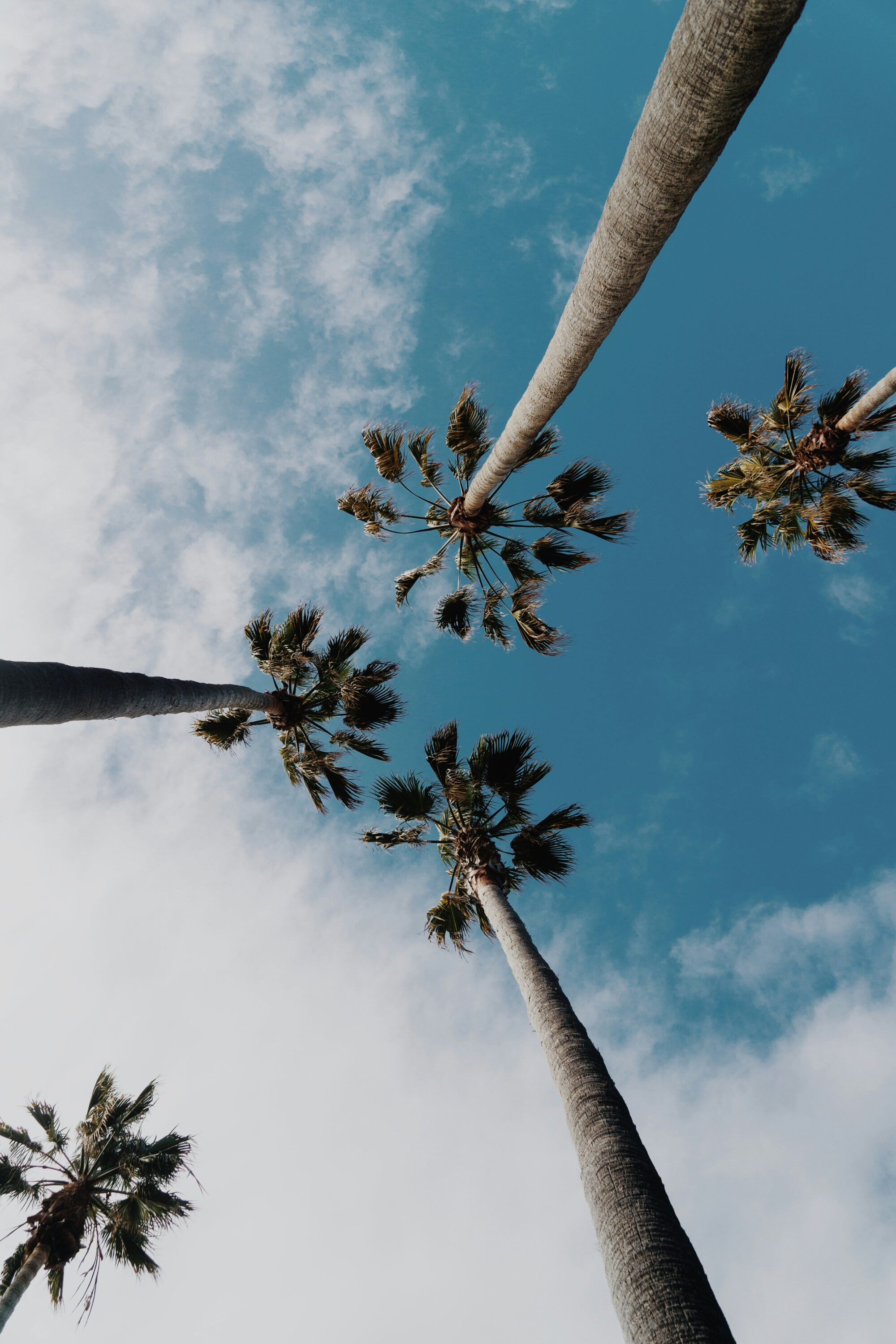 An image looking up the trunks of three tall palm trees against a backdrop of blue skies and fluffy white clouds, creating a serene tropical atmosphere