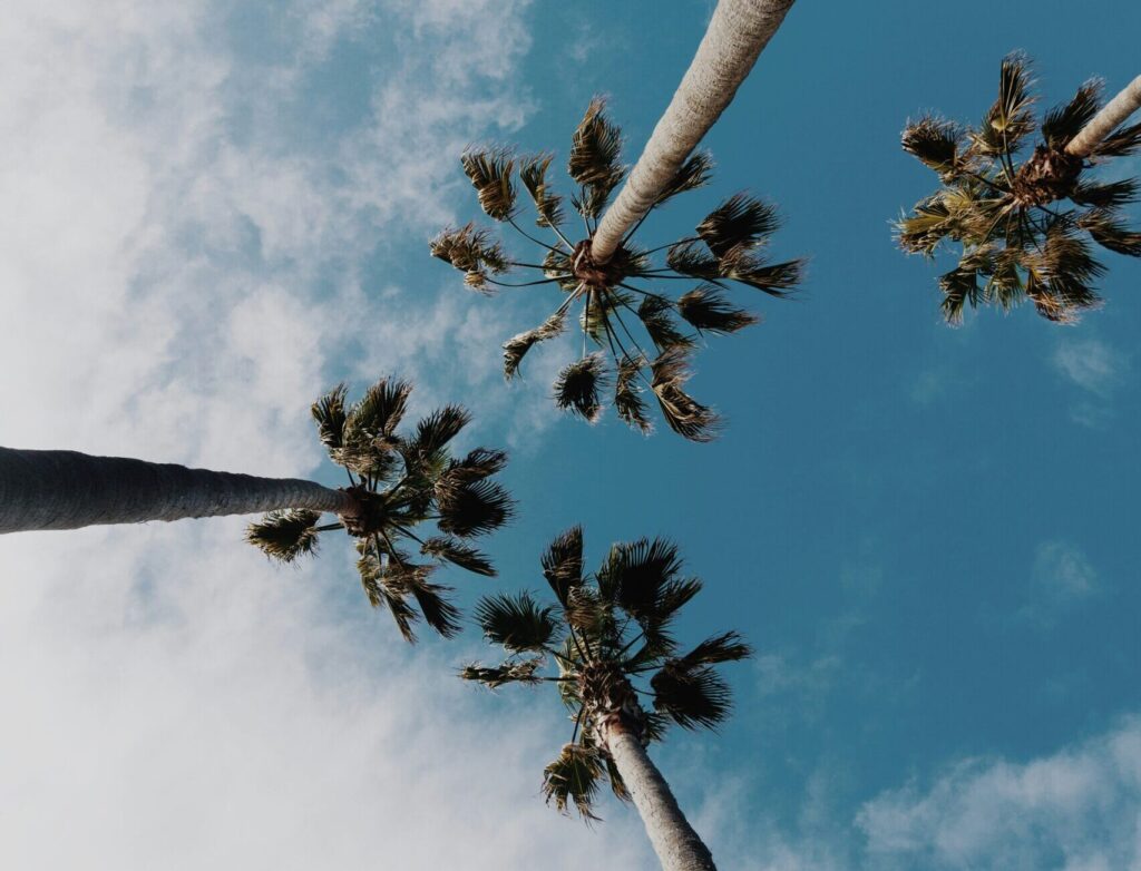 An image looking up the trunks of three tall palm trees against a backdrop of blue skies and fluffy white clouds, creating a serene tropical atmosphere