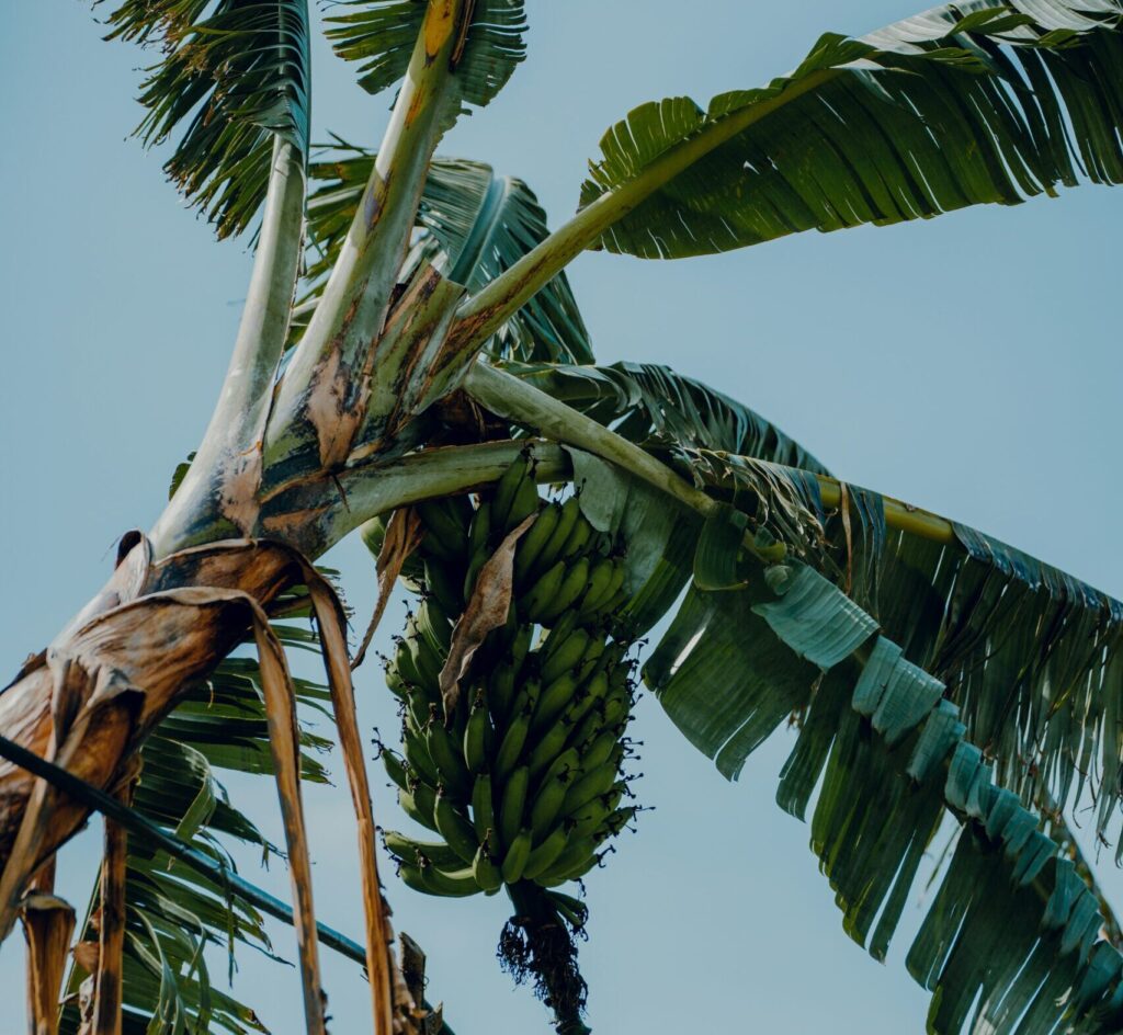 A close-up of green bananas hanging in clusters on a banana tree, surrounded by lush green leaves, against a bright blue sky