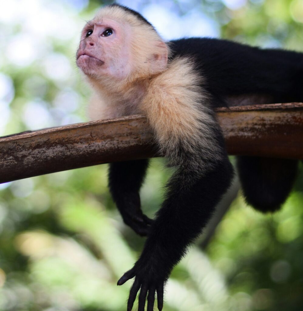 A Capuchin monkey lying on a tree branch in Manuel Antonio National Park, gazing upward, surrounded by lush green foliage in the tropical forest