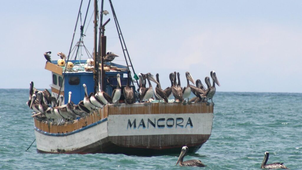 A boat in the ocean with blue skies, labeled "Mancora," Peru and several pelicans perched on it, creating a picturesque coastal scene