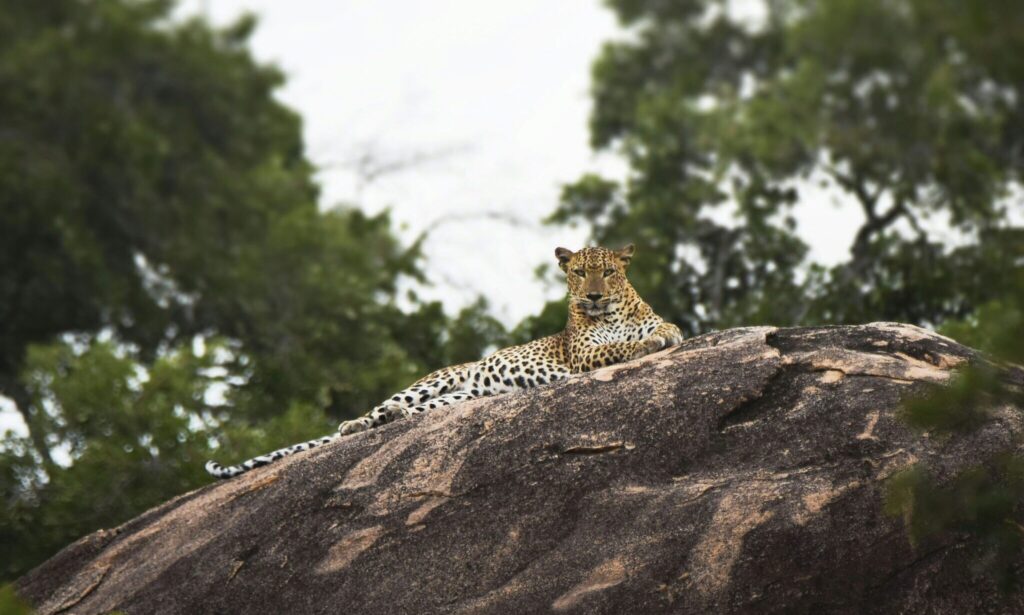 Leopard sitting on a rock, staring at the camera, with green trees in the background at Yala National Park, Sri Lanka