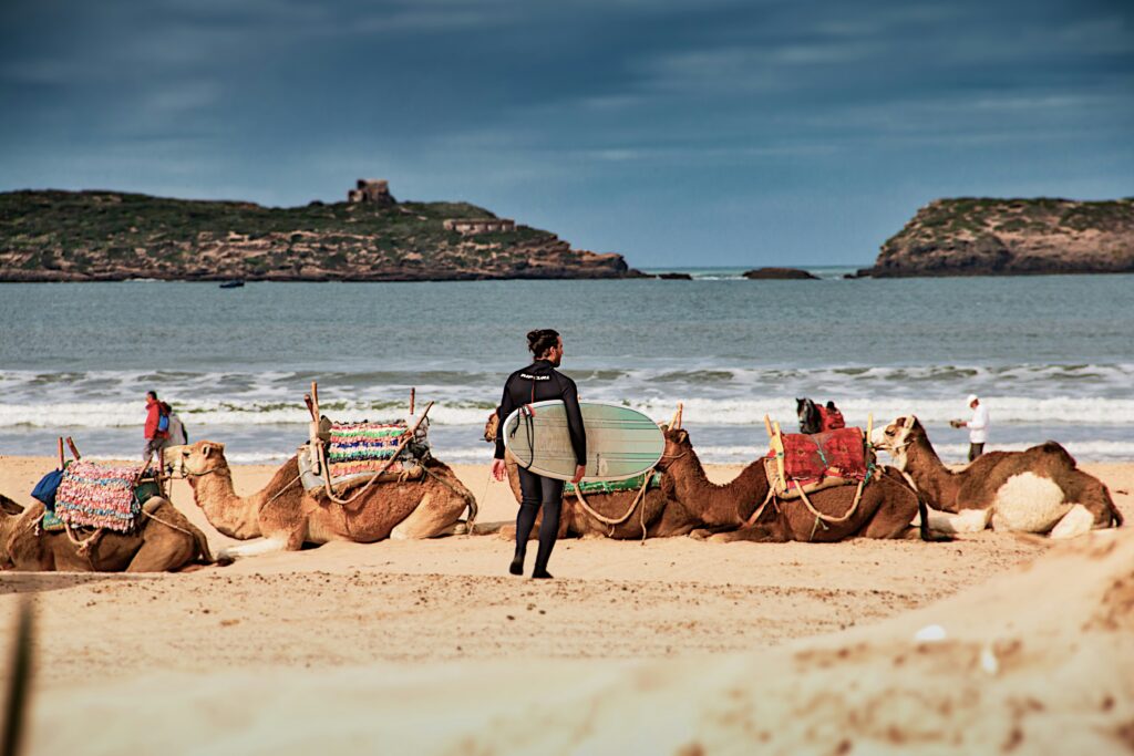 A guy with a surfboard stands on the beach at Plage d’Essaouira, Morocco, watching the ocean, with camels on sand