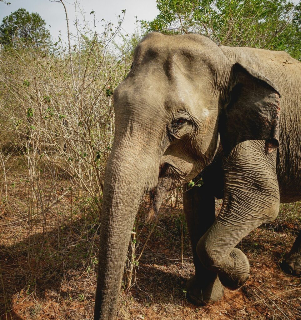 Close-up of an elephant in Sri Lanka, showcasing its textured skin, large ears, and soulful eyes