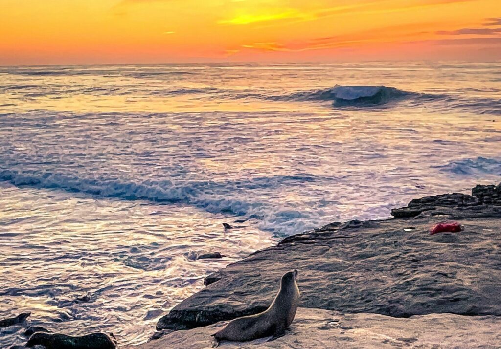 A seal sits on a rock at La Jolla Cove, San Diego, framed by vibrant orange and yellow sunset skies, with a gentle wave rolling in the background