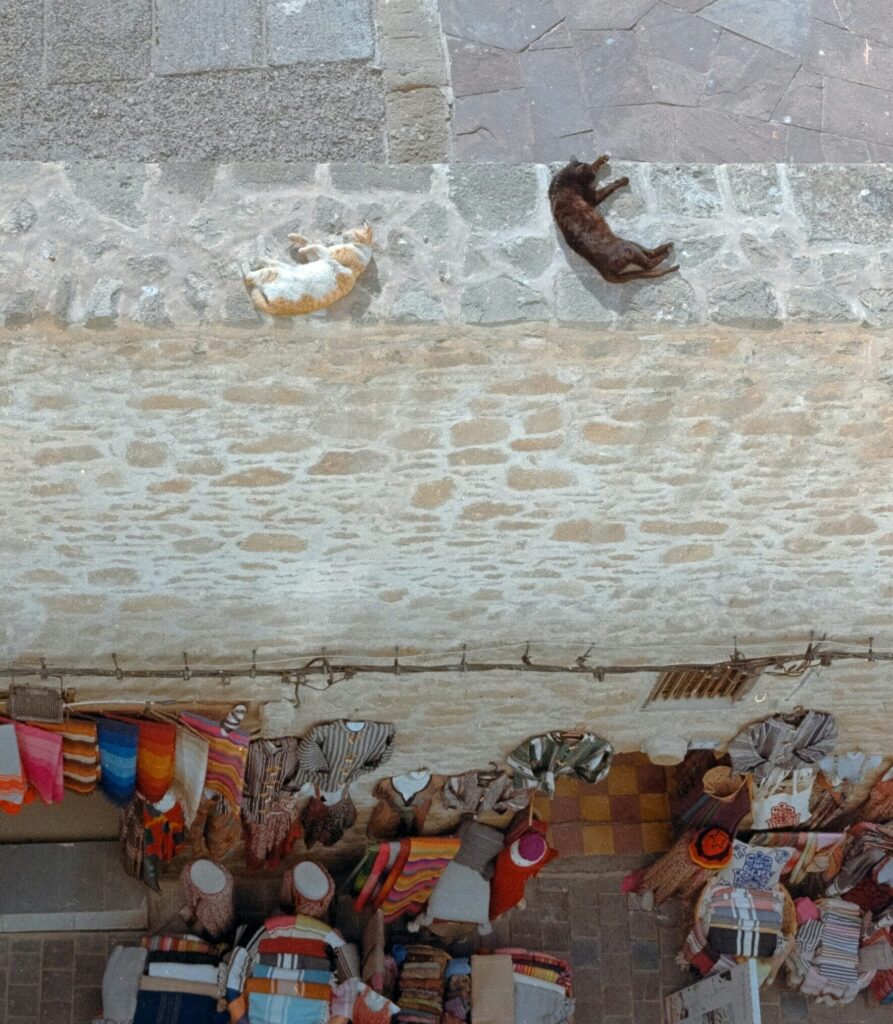 Two cats peacefully sleeping on a ledge, overlooking a vibrant market in Essaouira Medina, Morocco, filled with colorful clothing