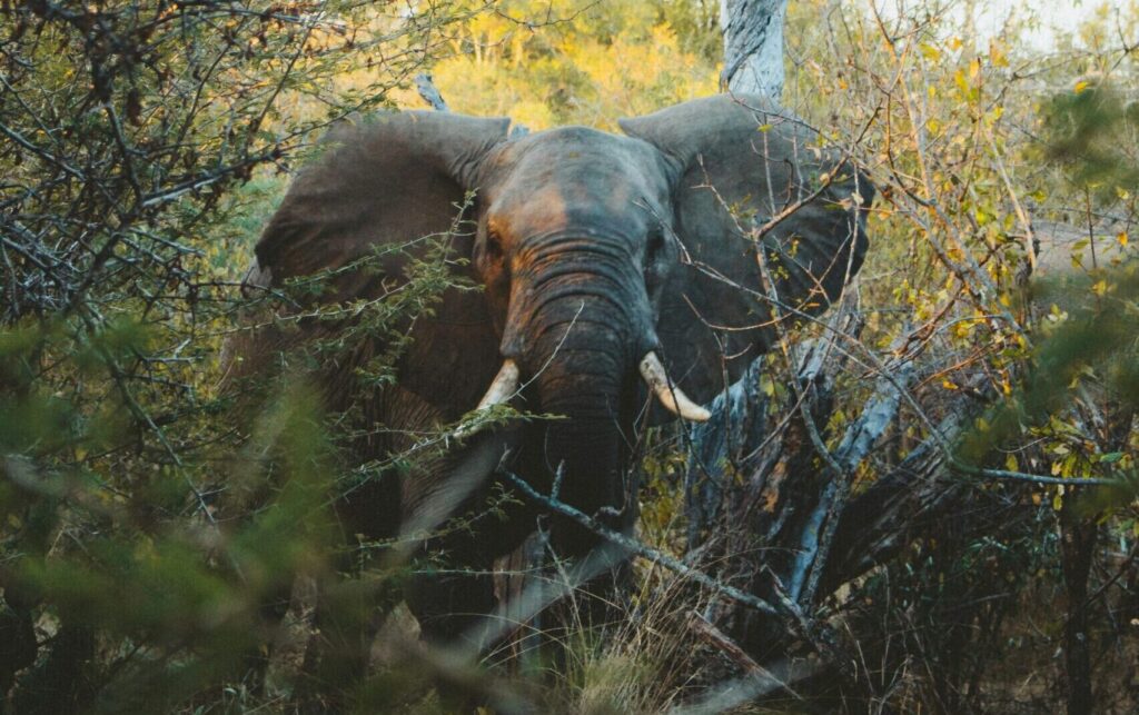 An elephant facing the camera, surrounded by plants in Kruger National Park, South Africa