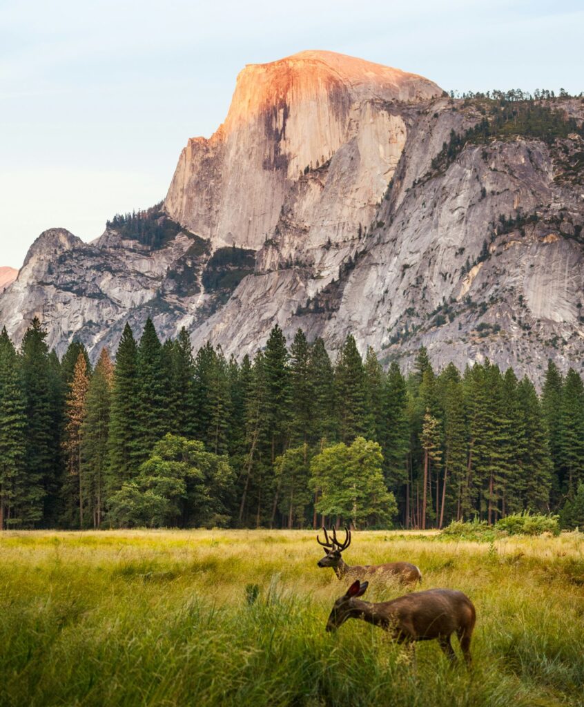 Deer grazing in the foreground with sunlit cliffs in the background at Yosemite National Park