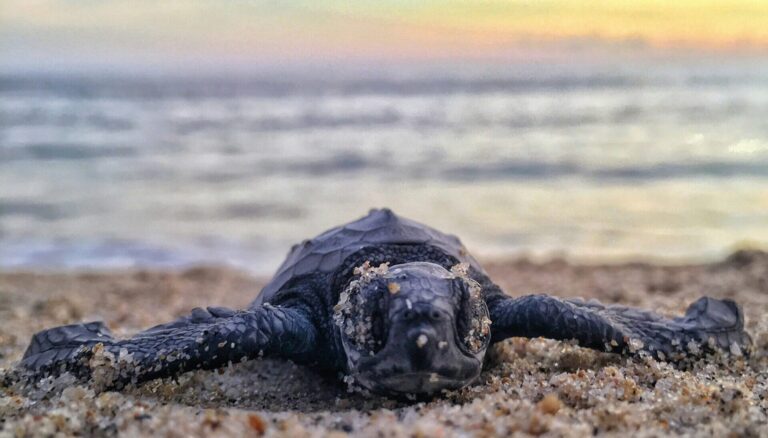 A baby turtle on the sandy beach at Puerto Escondido, Mexico, photographed at sand level with wispy clouds and blue sky above