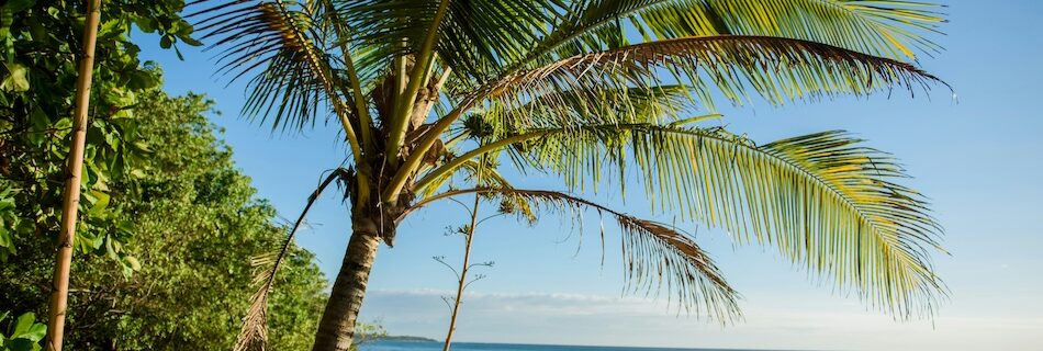surf camp Tamarindo Costa Rica