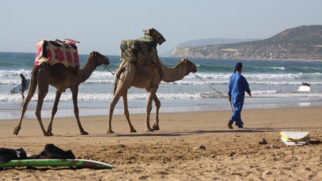 two camels walking along a beach with the owner at Breath surf Camp in Agadir