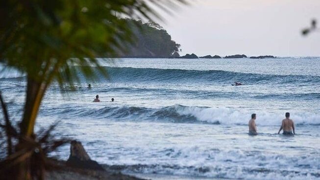 beach with surf a palm tree at Damo Surf Camp in Jaco, Costa Rica