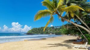 Palm tree overlooking water at Surf And Yoga Mirissa Retreat