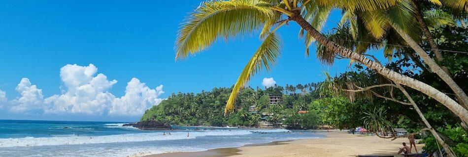 Palm tree overlooking water at Surf And Yoga Mirissa Retreat