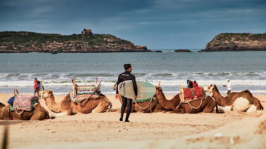 A surfer standing with a surfboard and camels in front of him at a surf camp Morocco Essaouira