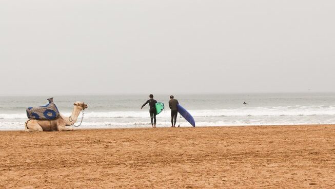 learner surfers walking into the ocean with a camel on the sand with Hola Surf Hostel