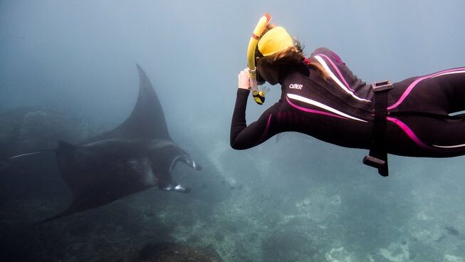 A snorkeler taking a photo of a manta-ray underwater while on an Indonesian surf camp