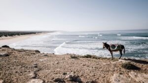 ocean waves rolling from a view of an all inclusive surf camp Morocco