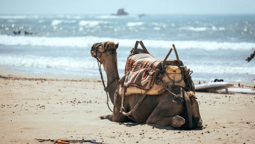 A camel on the beach while Agadir surf in the background