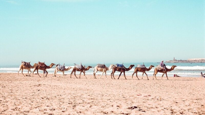 Camels in a row in Morocco Taghazout beach